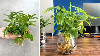 Propagating the schefflera plant as an aquatic plant that cleans dust in the air [upl. by Chelsy]