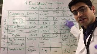 How To PCR Calculations [upl. by Airres622]