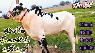 Gondal Mandi Latest Update 19 August 2022Today Gondal Mandi Latest UpdateDhani Bull Latest Update [upl. by Nomelif]