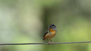 ホウセキドリ（Spotted Pardalote）のドアップ動画 [upl. by Notlem403]