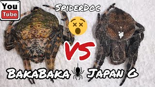 JAPAN vs BAKABAKA Salpukan ng mga Higanteng Gagamba Monster Spider Fight [upl. by Oirram615]