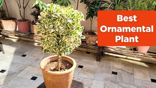 Best ornamental plant  Ficus triangularis care [upl. by Epillihp348]