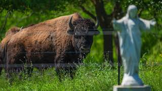 Broad Oaks Ranch  1408 Acres in Waller County TX [upl. by Avaria]