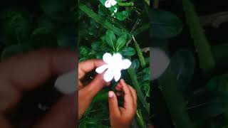 noyontara noyontara bangladesh nature viralvideo viralshorts [upl. by Hahseram66]