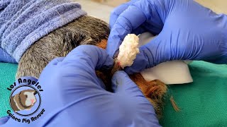 Safest and Cheapest way to Remove a Guinea Pig Sebaceous Cyst [upl. by Tehc]