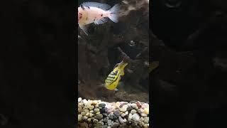 Another look at the new addition to the Cichlid tank aquariumfish Cichlid [upl. by Appolonia]