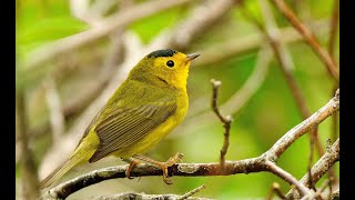 Paruline à calotte noire  Wilsons Warbler [upl. by Zachariah]