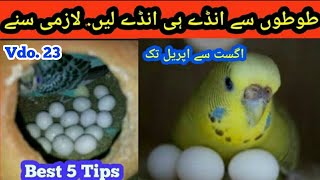 Best Breading Tips in this season in urduHindi Australian Parrots ka eggs dyna by Arham Video23 [upl. by Ffilc]