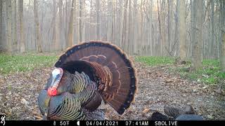 Eastern Wild Turkey Strutting Around Hens  Browning Recon Force Advantage [upl. by Yrad]