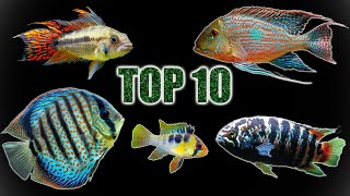 Top 10 Cichlids for Planted Tanks [upl. by Arakat]