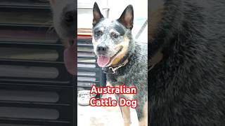 Australian Cattle Dog dog doglover [upl. by Eneluqcaj]