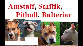 Amstaff Pitbull Staffik Bulterier  RÓŻNICE PORÓWNANIE [upl. by Sudoeht]