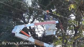 PODAS DE ÁRVORES  MANUTENÇÃO DA REDE ELÉTRICA  SÃO PAULO [upl. by Essilec]