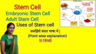 Stem cell  Embryonic Stem Cell  Adult Stem cells  Types and Formation of Stem Cell  in Hindi [upl. by Ahsote]