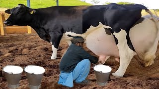 Worlds Highest 👍 Milking Holstein Friesian Cow 100 Kg Milk Day Record [upl. by Urban]