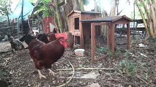 Sunshine Country Chickens Streaming Live From The Chicken Yard 9112022 Part 3 [upl. by Beitris587]