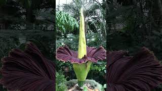 Titan Arum  Largest unbranched inflorescence in World  Observed in Description [upl. by Hofstetter]