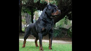 Von ruelmann Rottweilers day in the life of a German Rottweiler Breeder Episode 1 [upl. by Tedder495]