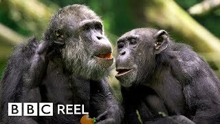 Chimpanzees are ‘just like us’  BBC REEL [upl. by Ahseuqram]