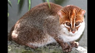 Rarest cats in the world Flat Headed Cat [upl. by Nalyorf]