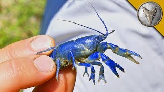 NEW SPECIES FOUND Rare Blue Crayfish [upl. by Barn]