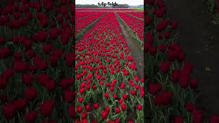 A Stunning Visual Feast Explore the Vibrant World of Tulip Fields [upl. by Alston]