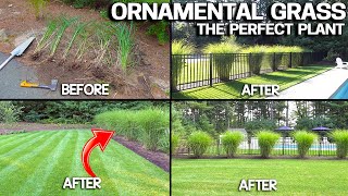 Growing HUGE Ornamental Grasses  Privacy amp EASY [upl. by Chick]