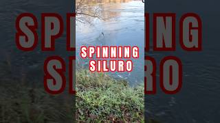 🎣 spinning al siluro nel Ticino shorts fishing spinning silure catfish reelfishing [upl. by Weber]