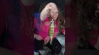 Walleye amp Perch  Ice Fishing  Lake Nipissing [upl. by Nabila]