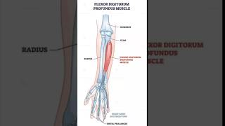 Flexor digitorum profundus muscle physiotherpy humananatomy upperbodymuscle sports [upl. by Onyx107]