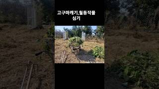 고구마 캐기월동작물 키우기 주말농장만들기 초보농부 월동작물 고구마캐기 홍시 [upl. by Dmitri]