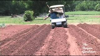 Planting Purple Hull Peas  May 2011  The Vegetable Garden [upl. by Nosnor]