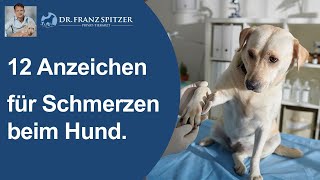 12 Anzeichen für Schmerzen beim Hund [upl. by Stephania857]