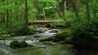 Forest River flowing in Early Morning Relaxing River Sounds White Noise for Sleep Meditation [upl. by Notsirhc680]