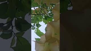 너네들은 왜 땅을보고 있는거야 꽃 Brugmansia arborea천사의나팔꽃 korea [upl. by Gnohc]