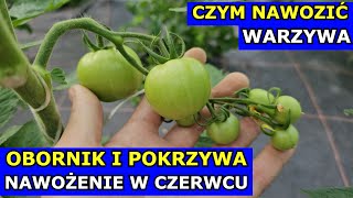 Obornik i Pokrzywa w Czerwcu dla Warzyw Czym nawozić Pomidory Ogórki Cukinie Gnojówka z Pokrzywy [upl. by Steen223]