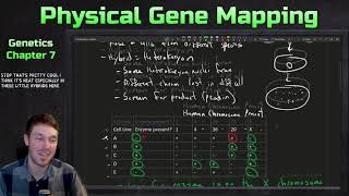 Physical Gene Mapping Somatic Cell Hybridization Deletion Mapping and Ideograms  Genetics Ep 28 [upl. by Animar]