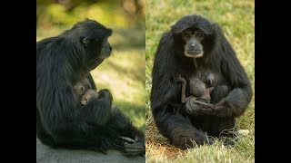 Birth of Endangered Siamang Provides Early Holiday Surprise for the San Diego Zoo [upl. by Ahsoet]