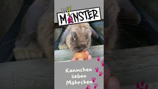 Kaninchen Futter Möhren kaninchen rabbit shorts bunny [upl. by Ahsikad]