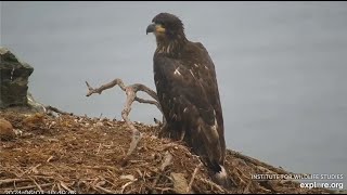 West End  Koa Flies To Historic Nest After Fledging Awesome Closeups  Koa Lying In Nest 💕🎉 6324 [upl. by Nashoma]