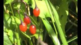 Solanum dulcamara woody nightshade [upl. by Schuman436]