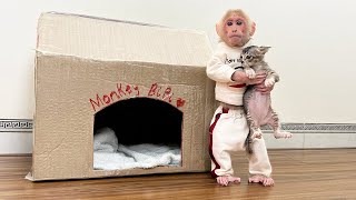 Super monkey BiBi makes a new home for kittens [upl. by Roinuj589]