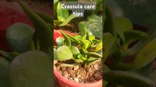 crassula plantlucky plant caring tipsgardening shortsviral video ytshortslikesubscribe [upl. by Shih]