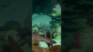 Bonnethead Shark  Shark Encounter  Seaworld San Diego 61322 [upl. by Greggory]