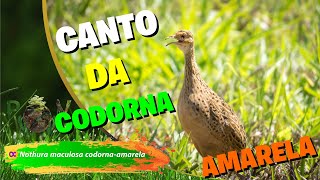 codornaamarela Nothura maculosa cantando [upl. by Groot130]