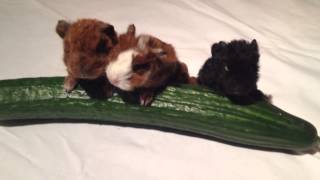 3 Meerschweinchenbabys 3 Tage alt [upl. by Nesilla]