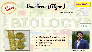 Vaucheria  Morphology and Life cycle  Reproduction  Bsc  Free PDF notes  by Viologia EXtrema [upl. by Dennis]