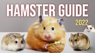 Watch BEFORE You Get a Hamster  Basic Hamster Guide 2022 [upl. by Netram]