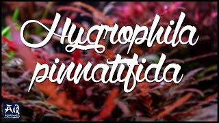 Aufsitzer amp Stängelpflanze in Einem Hygrophila pinnatifida  AquaOwner [upl. by Karlise]