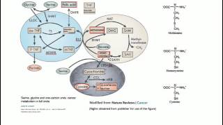 Homocysteine Vitamin B12 Folate  Basic Science [upl. by Aicirtel]